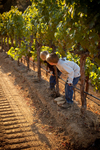Brandon & Trevor await the tractor hauling grapes