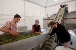 Brian, Laurie & Fred sorting the SB Harvest