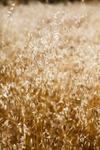 Summertime Meadow brings Golden Grass