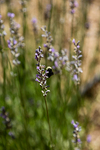 Summer lavender brings the bees!