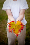 Brandon Holds Beautiful Fall Leaf